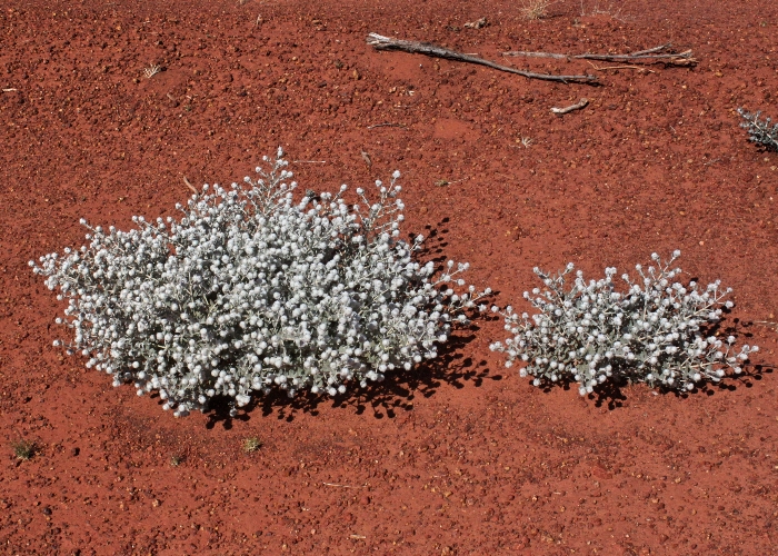 Australian Desert Plants Lamiaceae